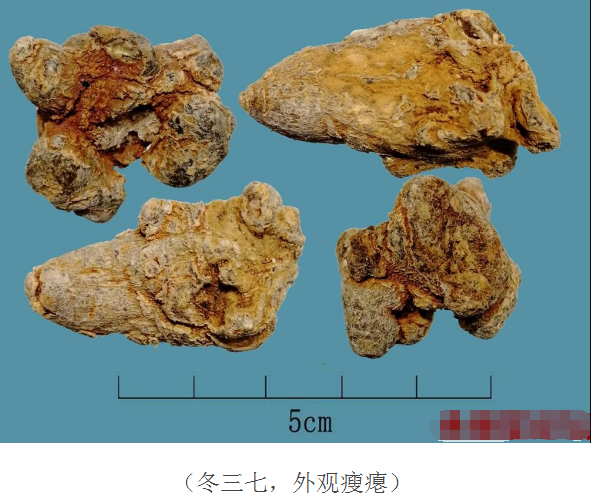 春七:为在秋季开花前采收的三七,根肥壮饱满质佳 冬三七(又名:冬七)